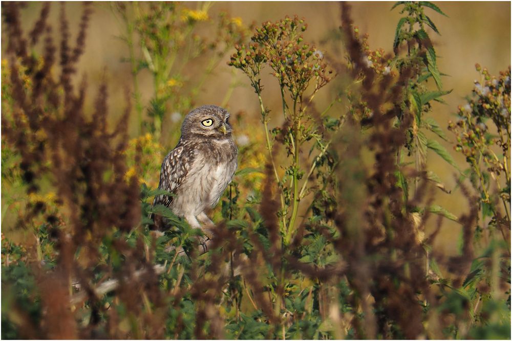 Steinkauz Jungvogel