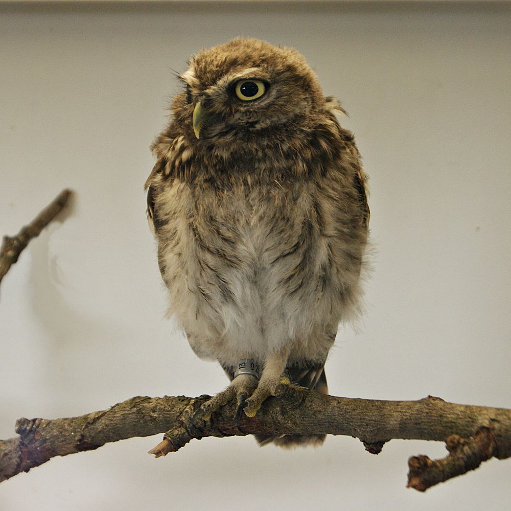 Steinkauz Jungvogel am 15.07.2013 geschlüpft