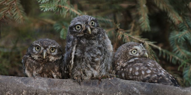 Steinkauz-Kinder