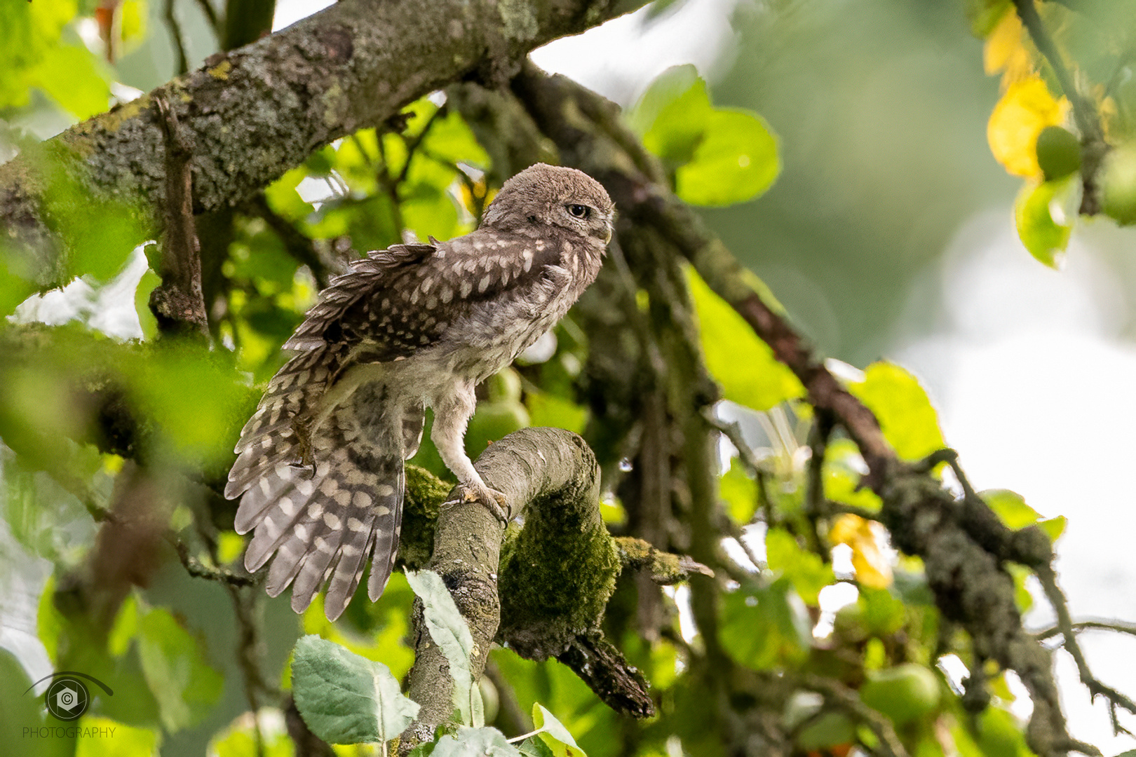 Steinkauz  (liitle owl)