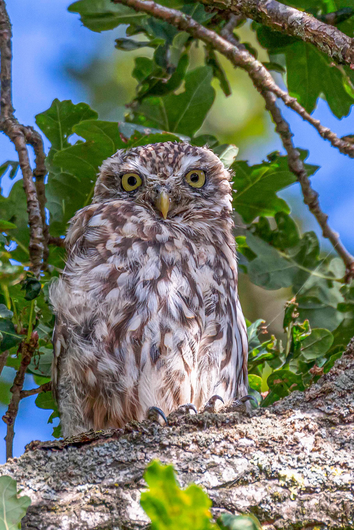 Steinkauz / Little owl