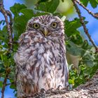 Steinkauz / Little owl