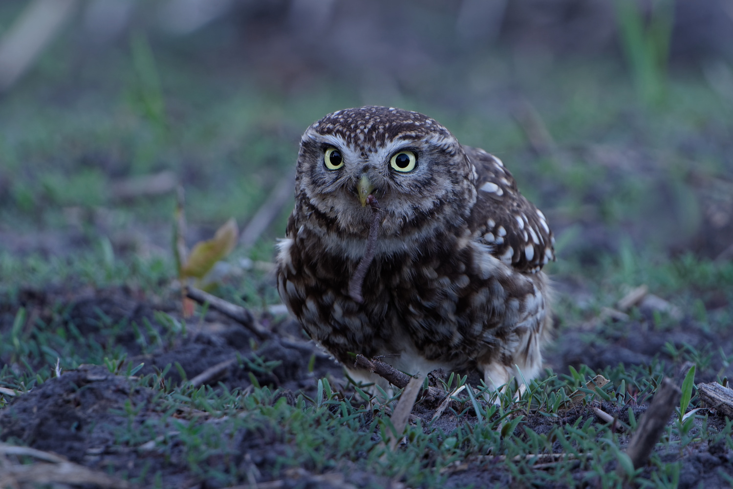 Steinkauz mit erbeutetem Regenwurm