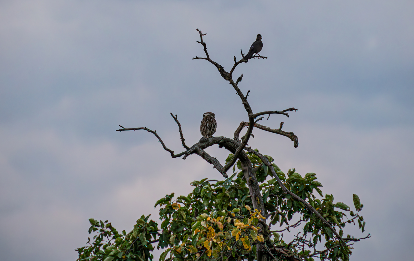 Steinkauz und Amsel