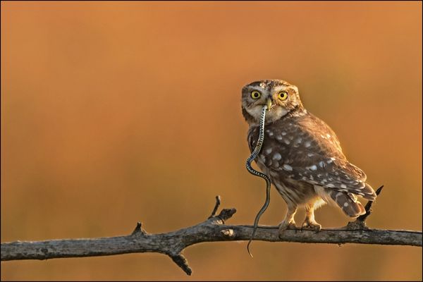 Steinkauz und Ringelnatter 