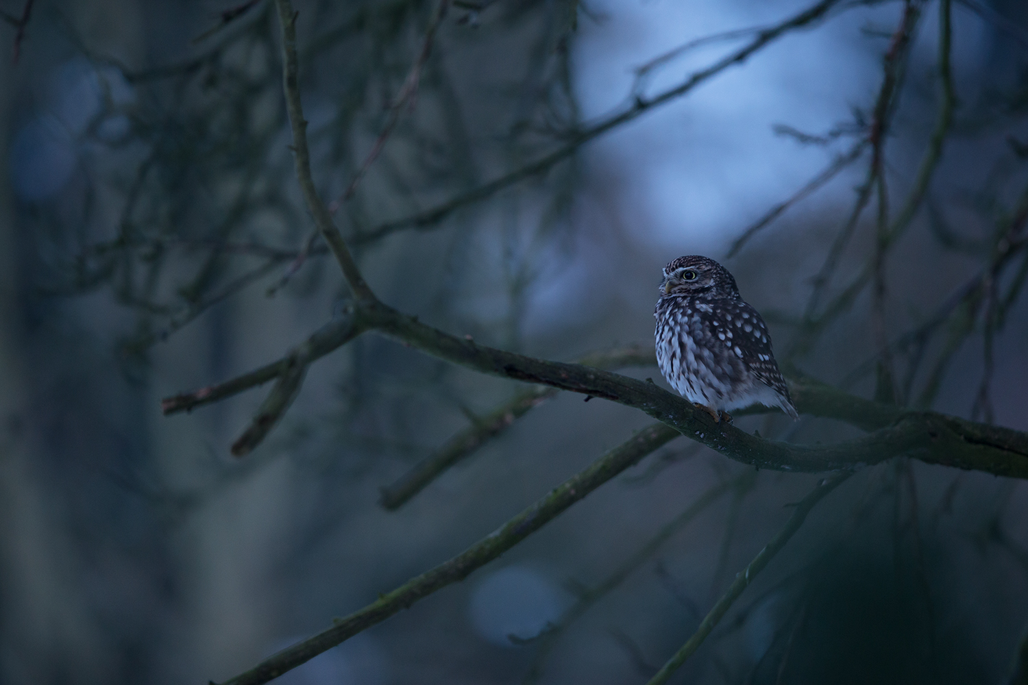 Steinkauzmännchen lockt am Abend sein Weibchen