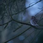 Steinkauzmännchen lockt am Abend sein Weibchen