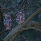 Steinkauzpaar in der Abenddämmerung