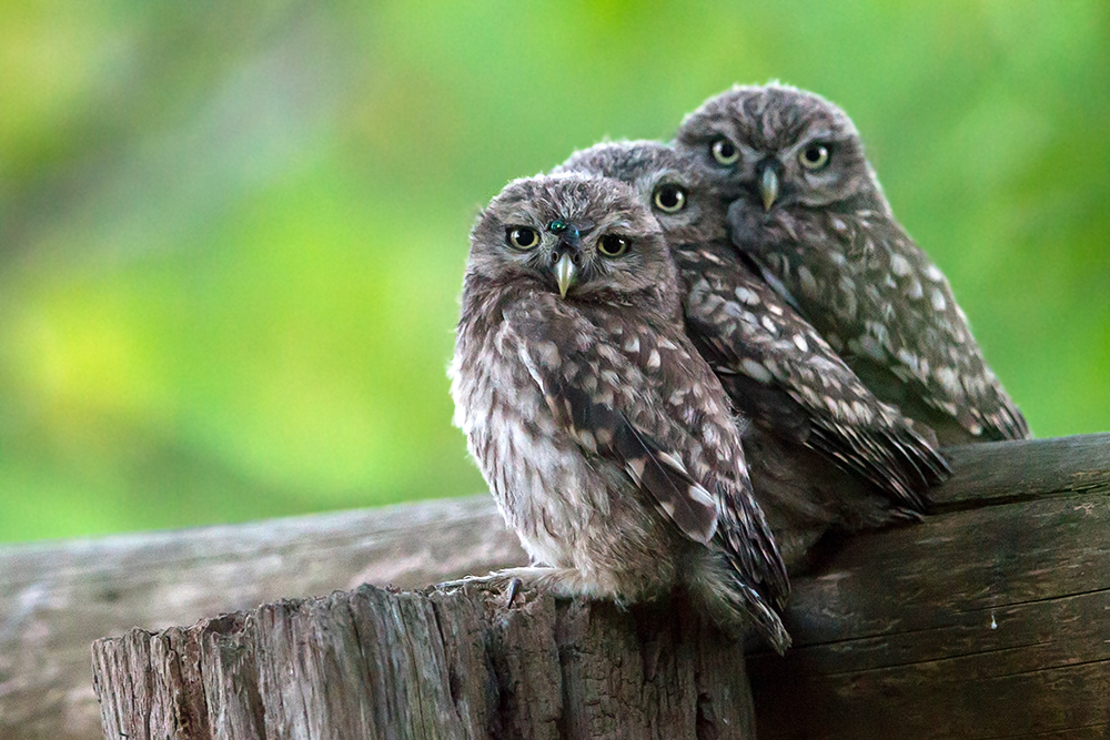 Steinkauztrio mit Fliege