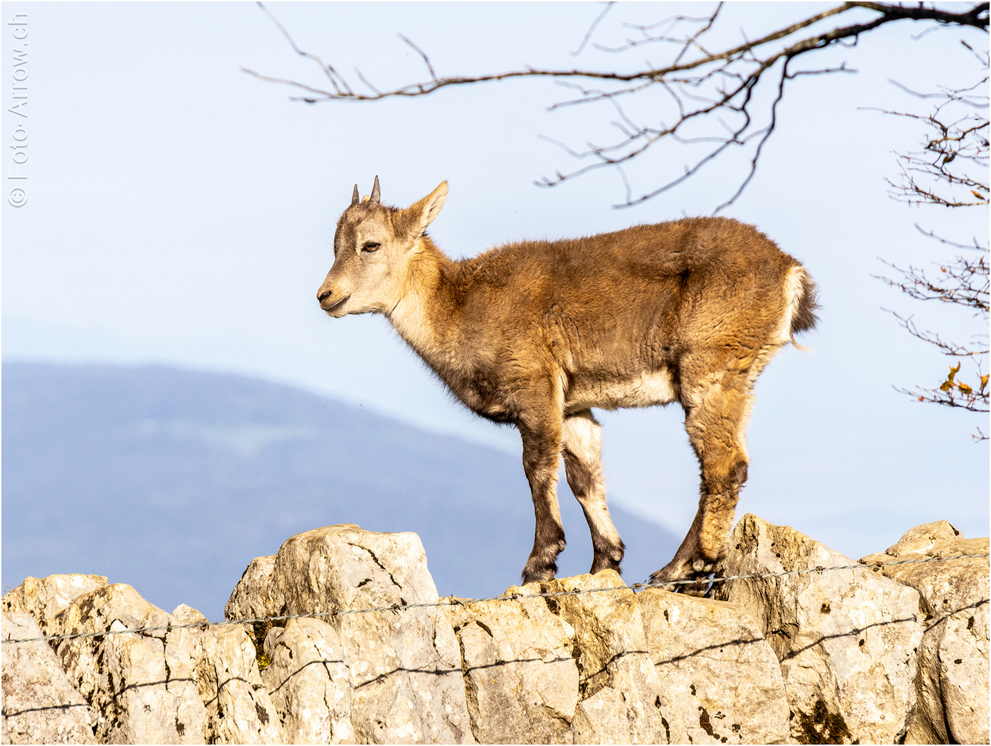 Steinkitz wildlife