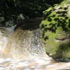 "Steinkopf" am Wasserfall in Ravennaschlucht Schwarzwald