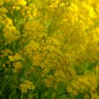 Steinkraut ( Alyssum )