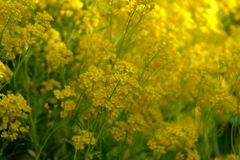 Steinkraut ( Alyssum )