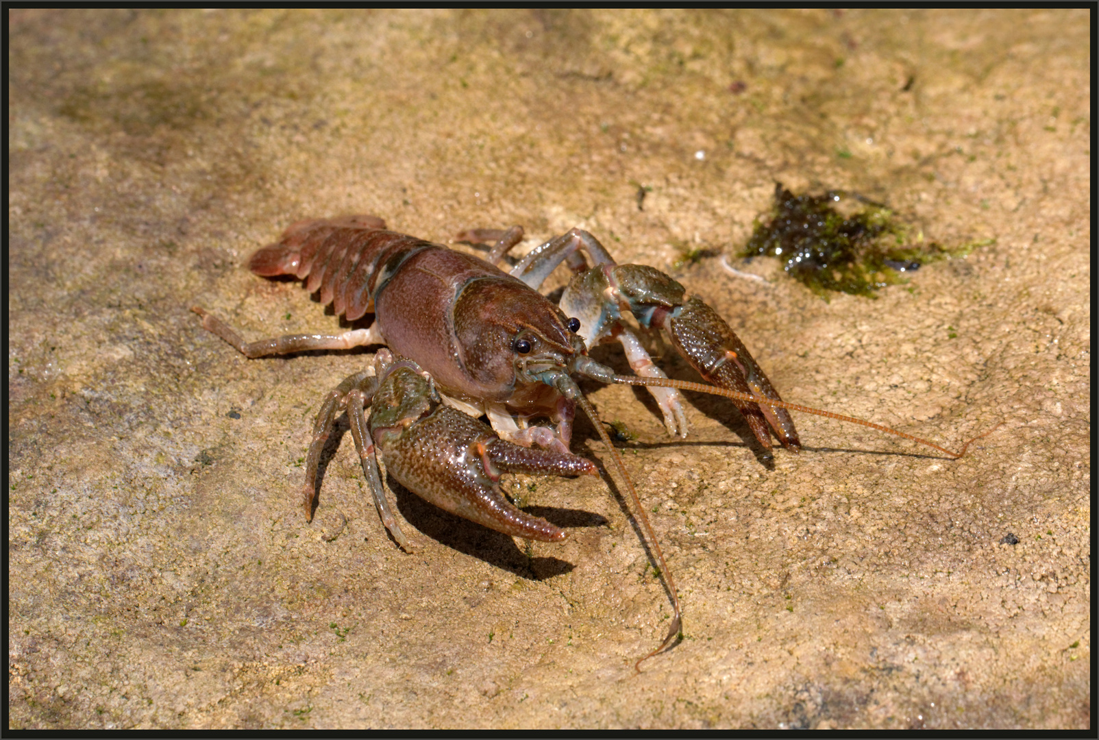 Steinkrebs (Austropotamobius torrentium)