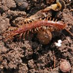 Steinkriecher (Lithobius forficatus)