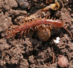 Steinkriecher (Lithobius forficatus)