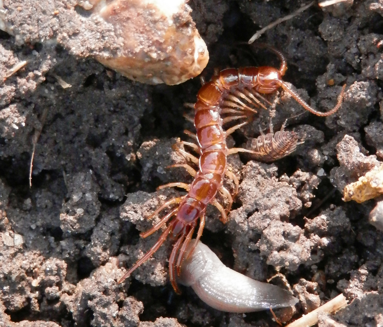 Steinkriecher (Lithobius forficatus) - Ein Tier der Unterwelt