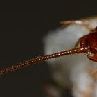 Steinläufer (Lithobius forficatus)