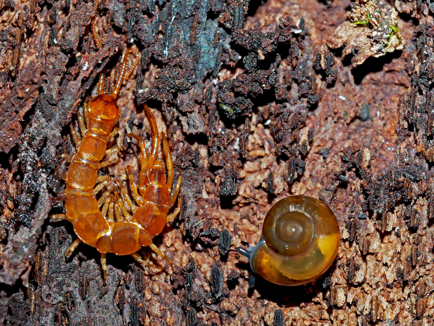 Steinläufer (Lithobius spec.) - Un genre de millipèdes à 100 pattes...