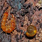 Steinläufer (Lithobius spec.) - Un genre de millipèdes à 100 pattes...