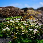 Steinlandschaft