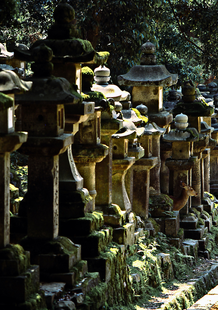 Steinlaternen in Nara mit Hirsch