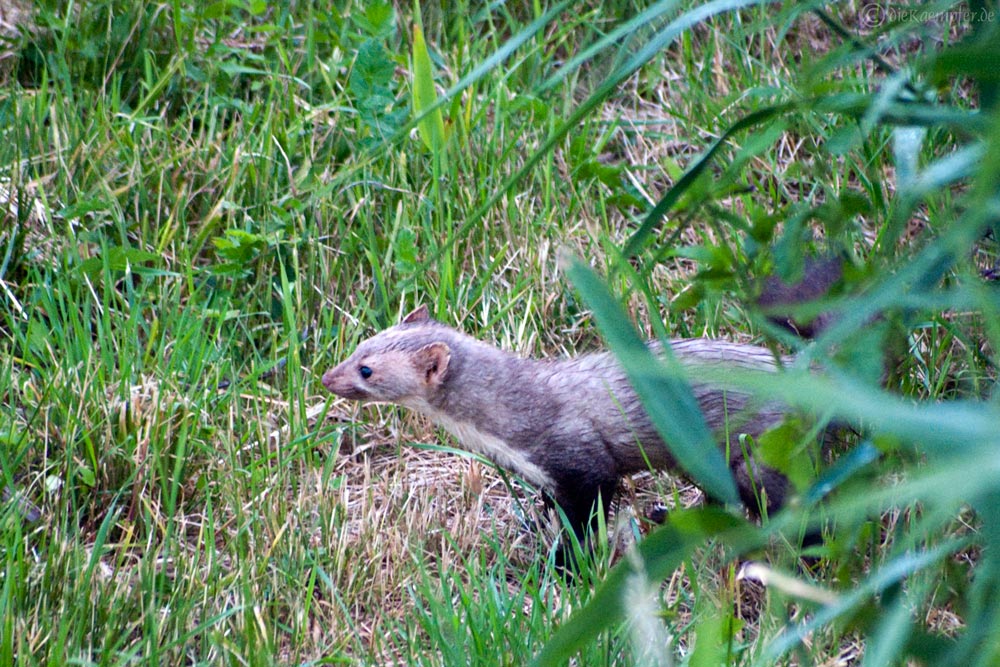 Steinmarder (2)