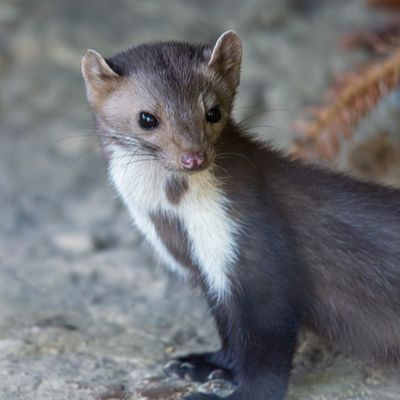 Steinmarder    (Durch Glass fotografiert).