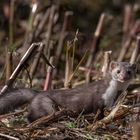 Steinmarder G85_8962-Bearbeitet