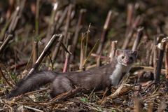 Steinmarder G85_8962-Bearbeitet