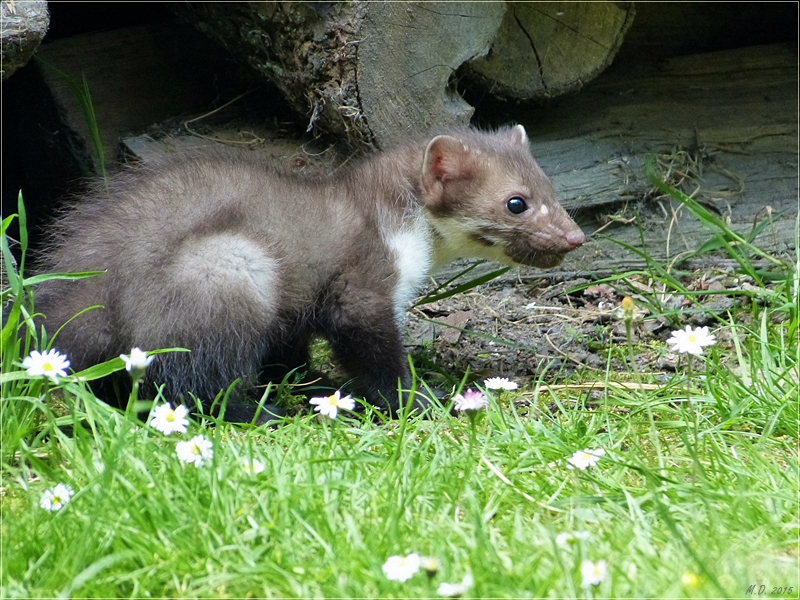 Steinmarder und Gänseblümchen.....