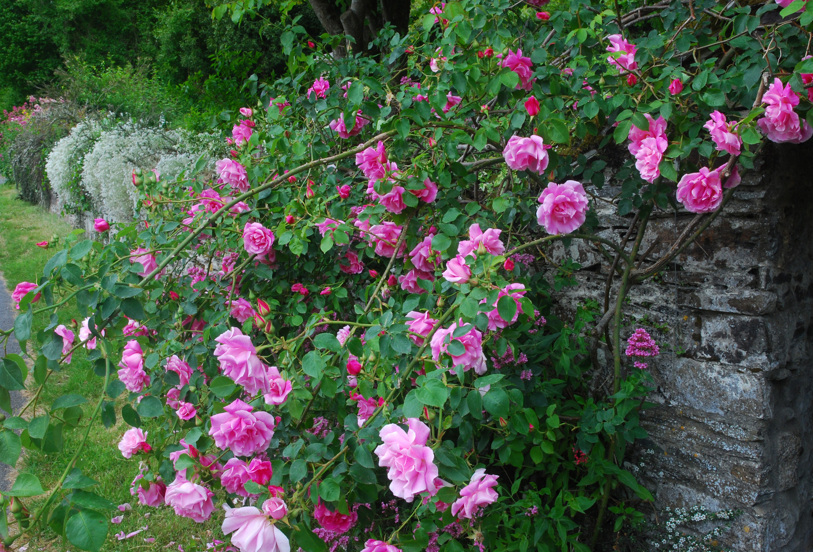 Steinmauer mit Rosen