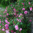 Steinmauer mit Rosen