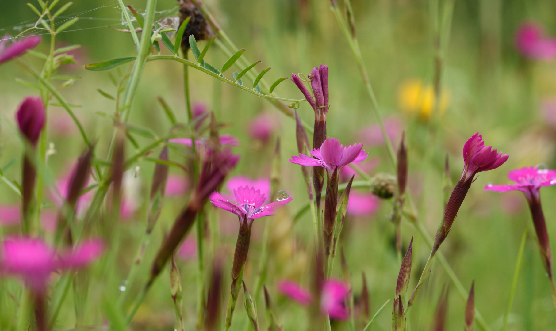 Steinnelke, Dianthus sp.