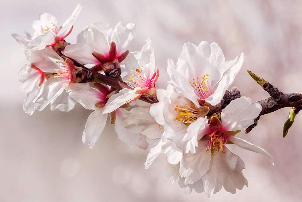 Steinobst: Mandelblüten