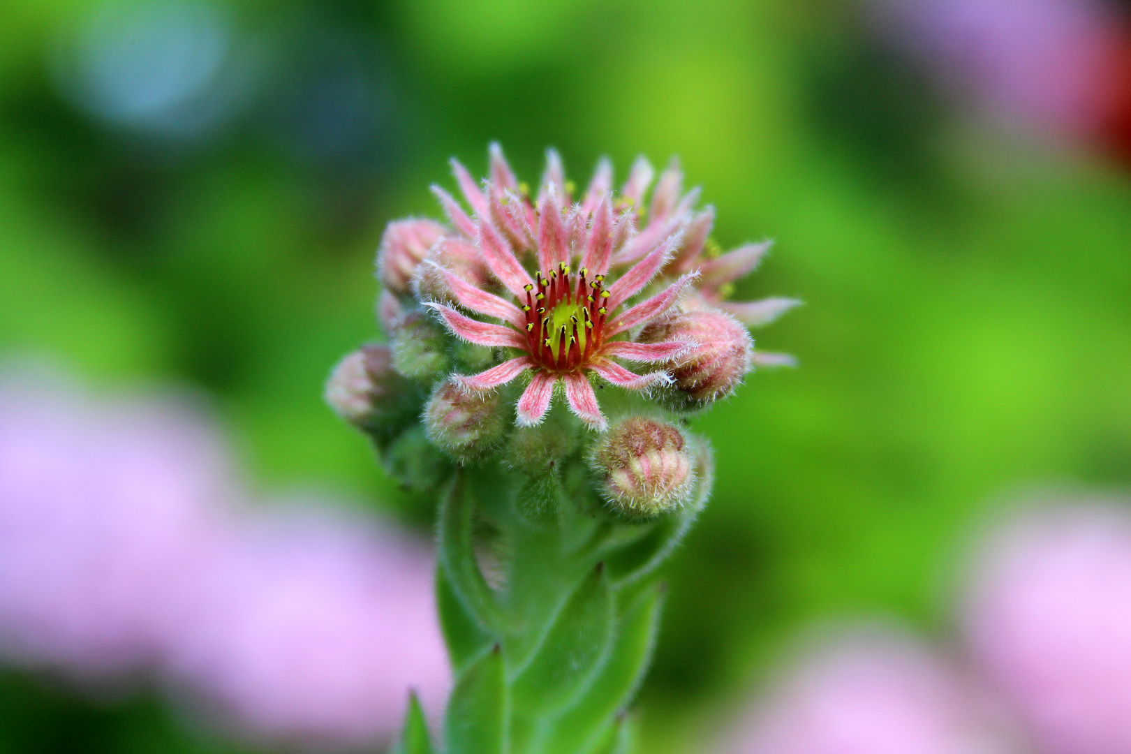 Steinpflanzenblüte