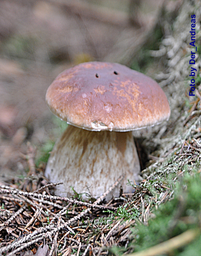 Steinpilz 1b