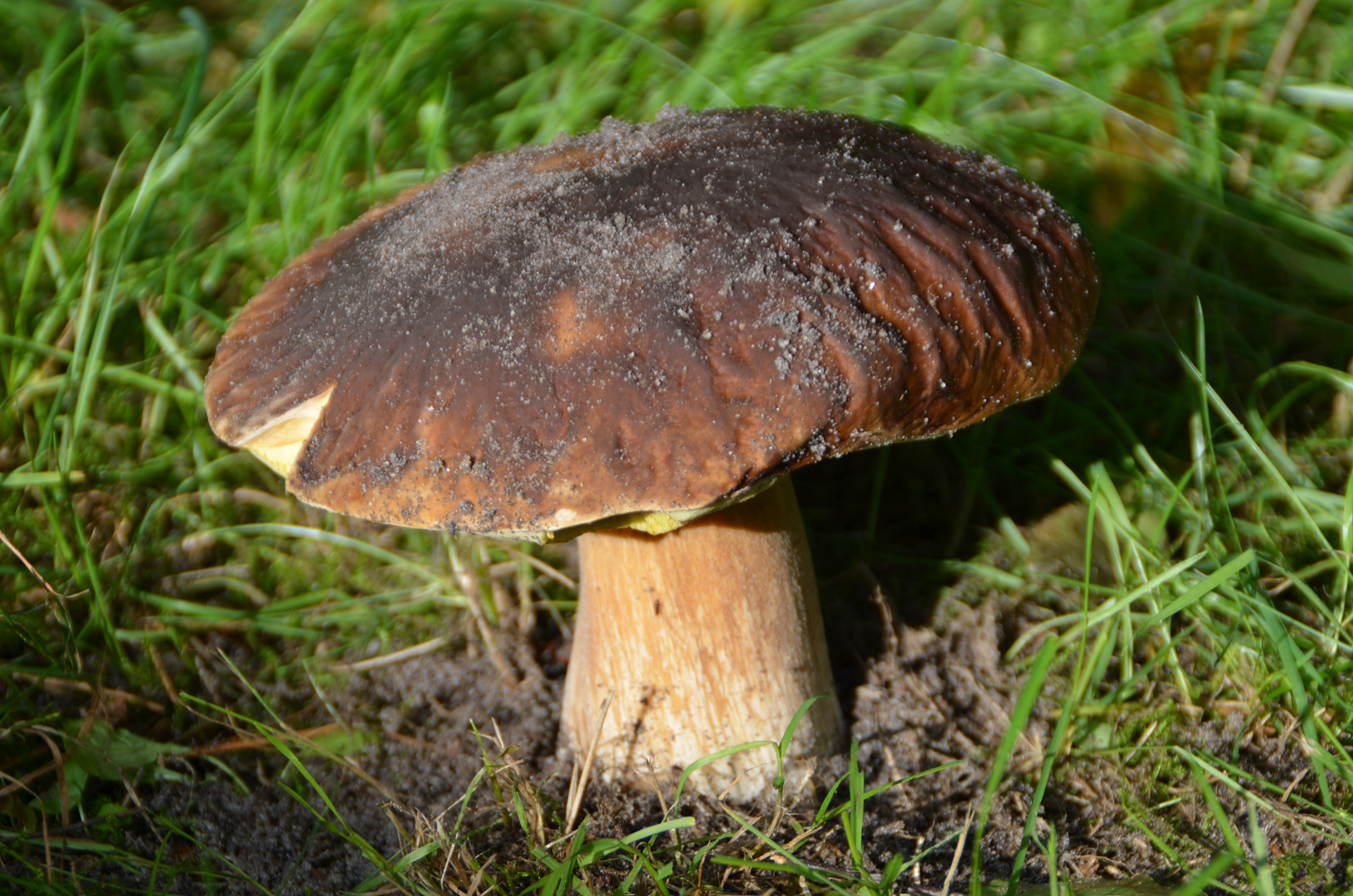 Steinpilz