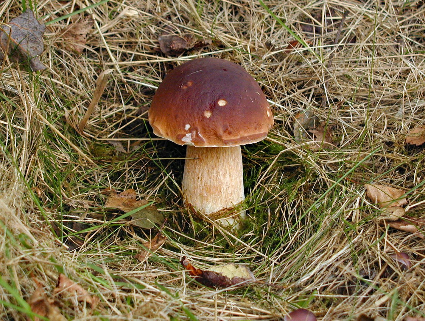 Steinpilz