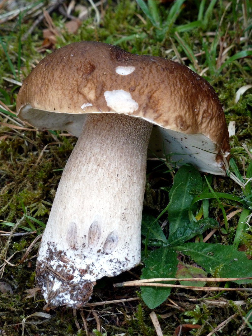 Steinpilz