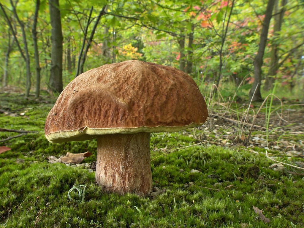 Steinpilz