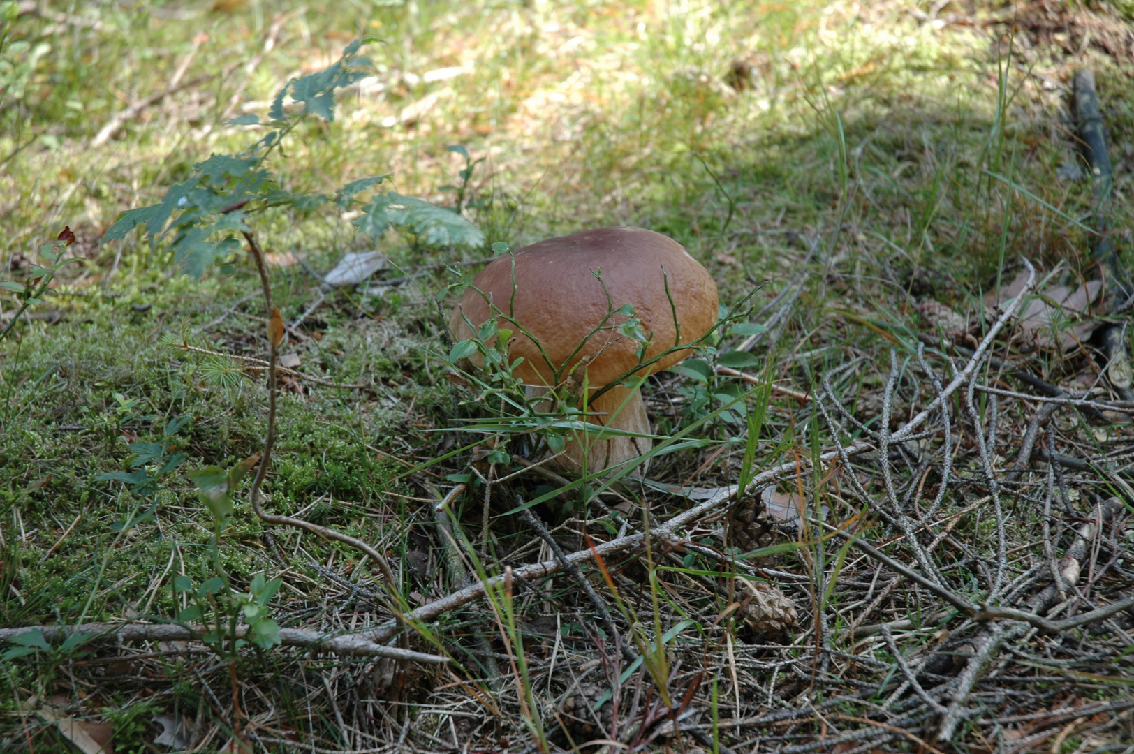 Steinpilz