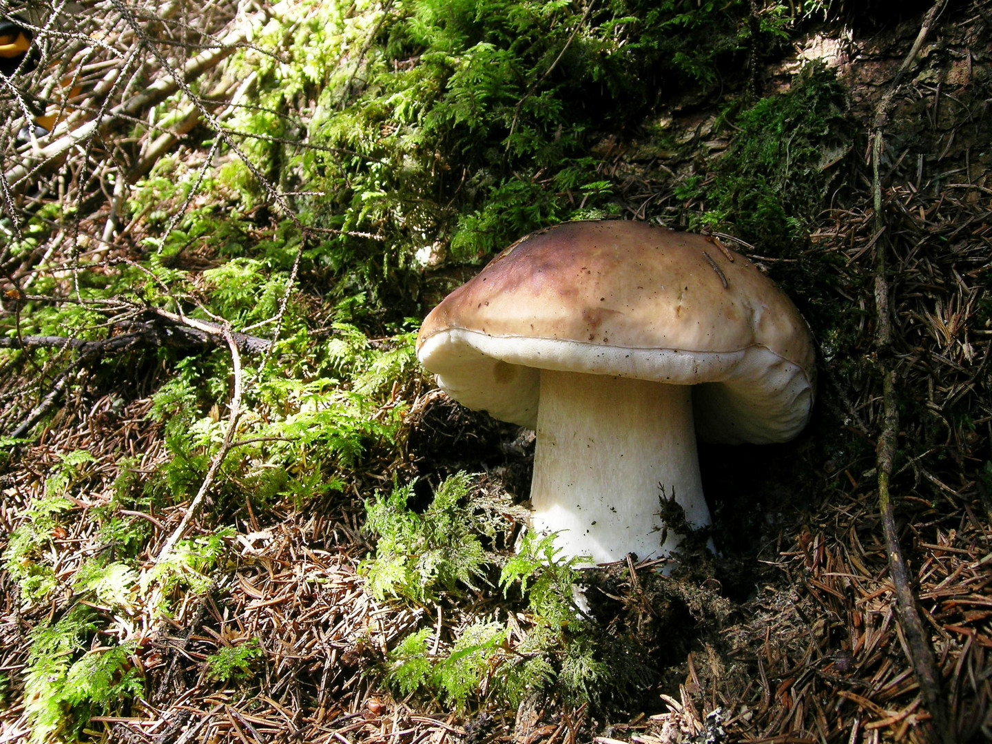 Steinpilz