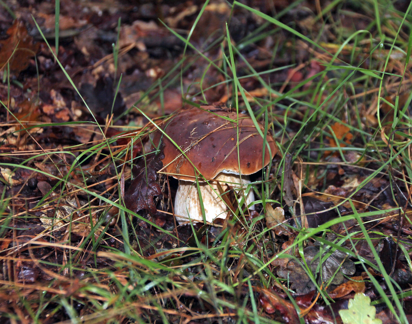 Steinpilz