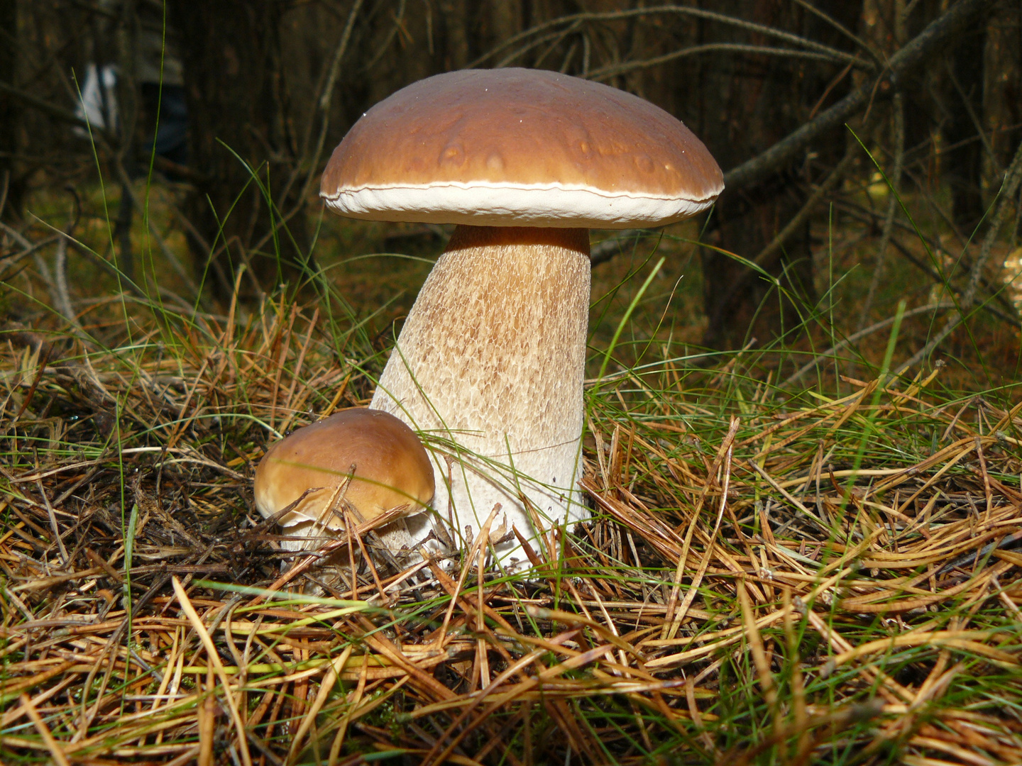 Steinpilz