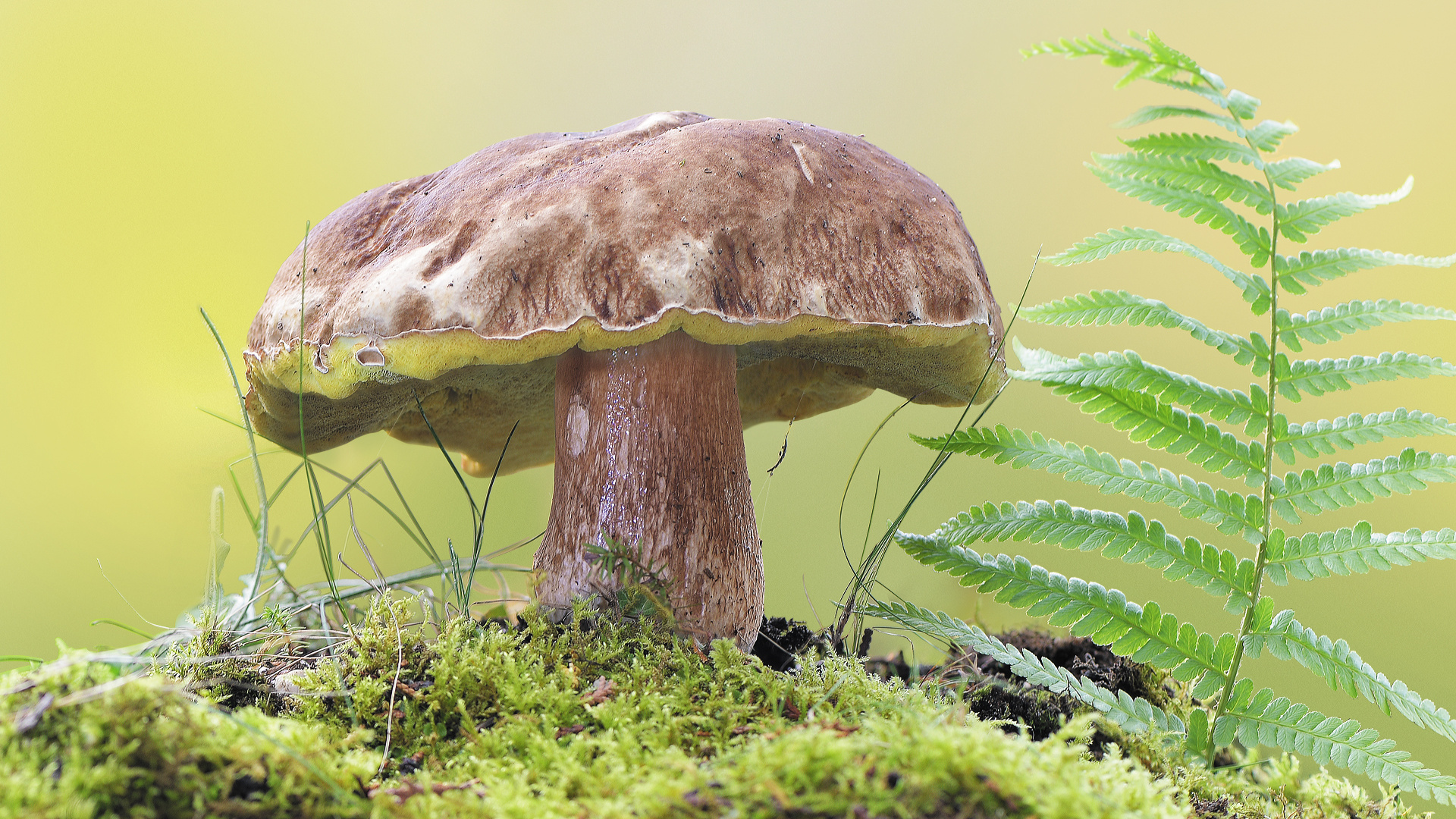 Steinpilz Foto &amp; Bild | makro, natur, pilz Bilder auf fotocommunity