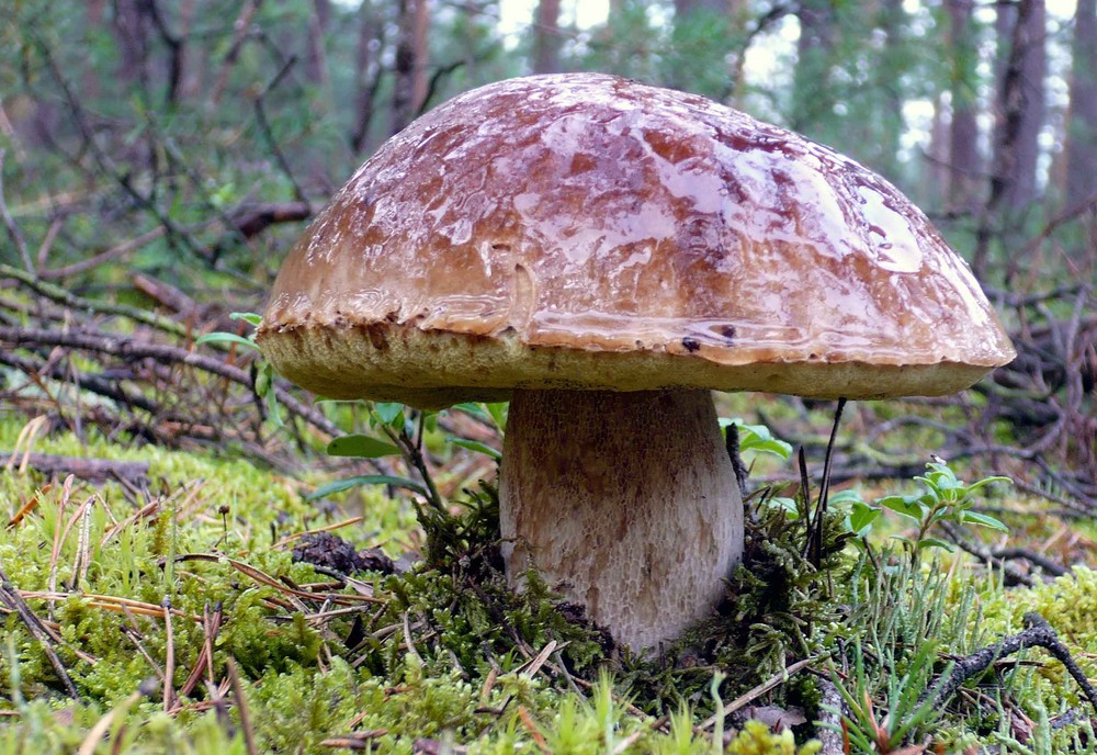 Steinpilz