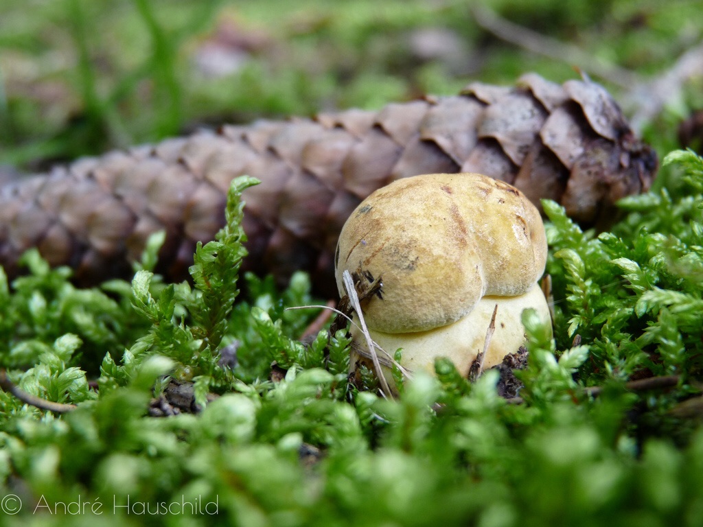 Steinpilz