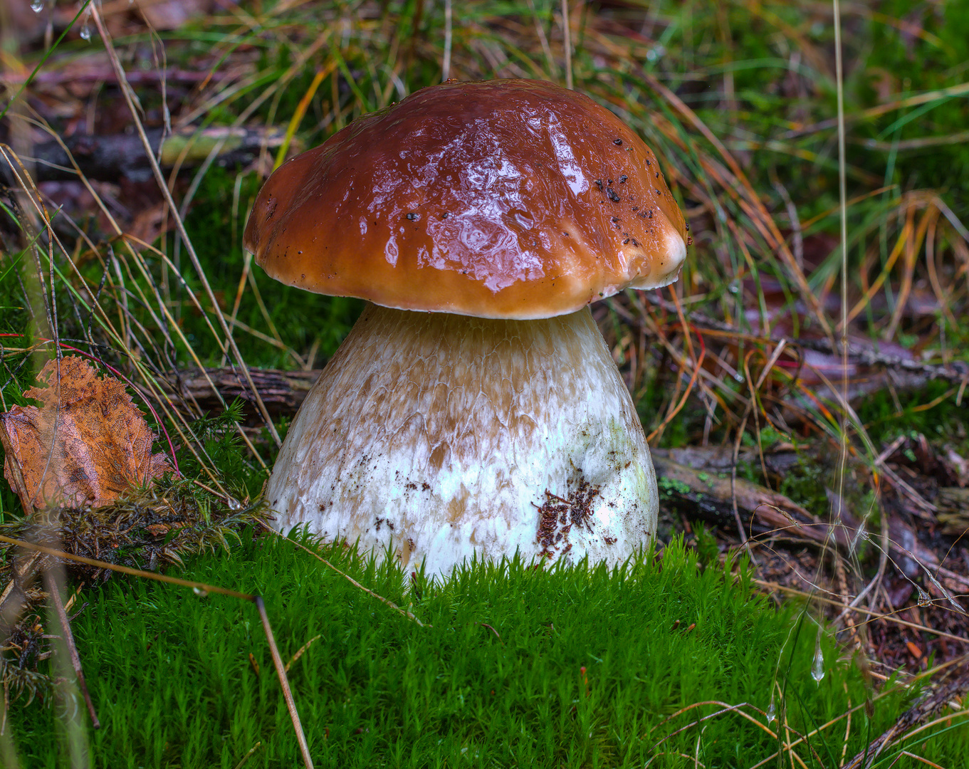 steinpilz Foto &amp; Bild | natur, herbst, pilze Bilder auf fotocommunity