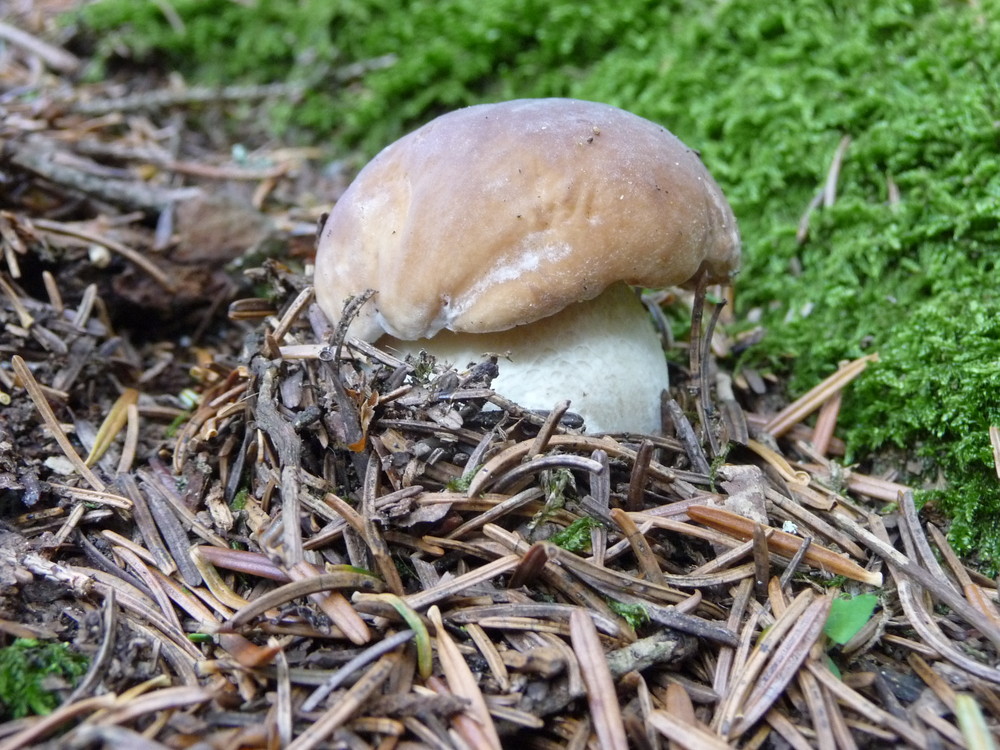 Steinpilz